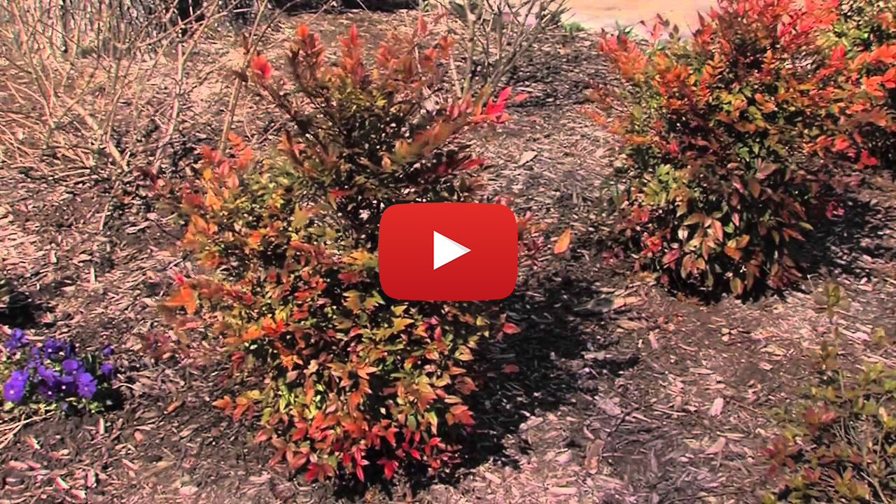A video thumbnail for plant treatment