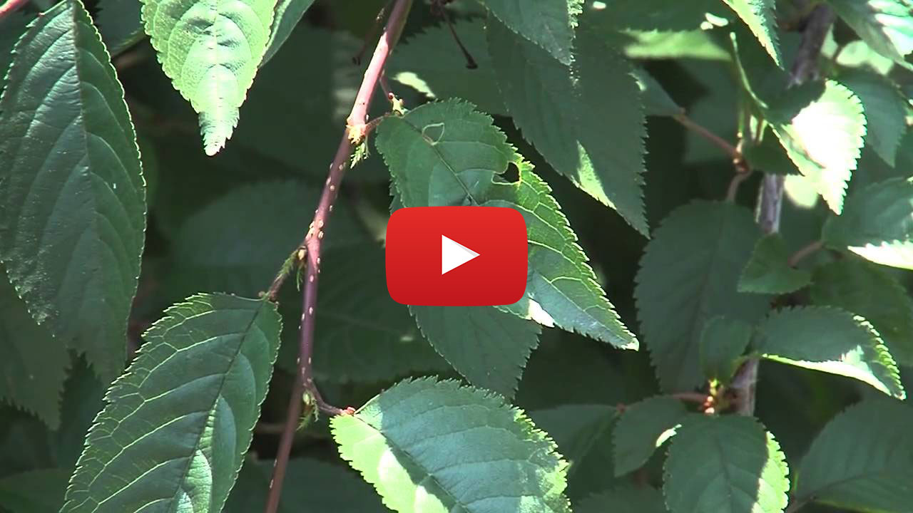 Shrub leaves on a video thumbnail
