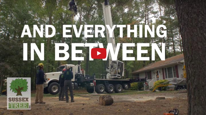 A video with the text "And Everything In Between"