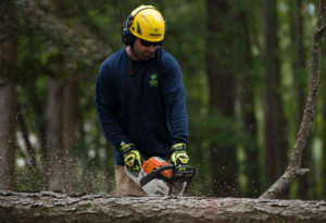 Chainsawing a downed tree