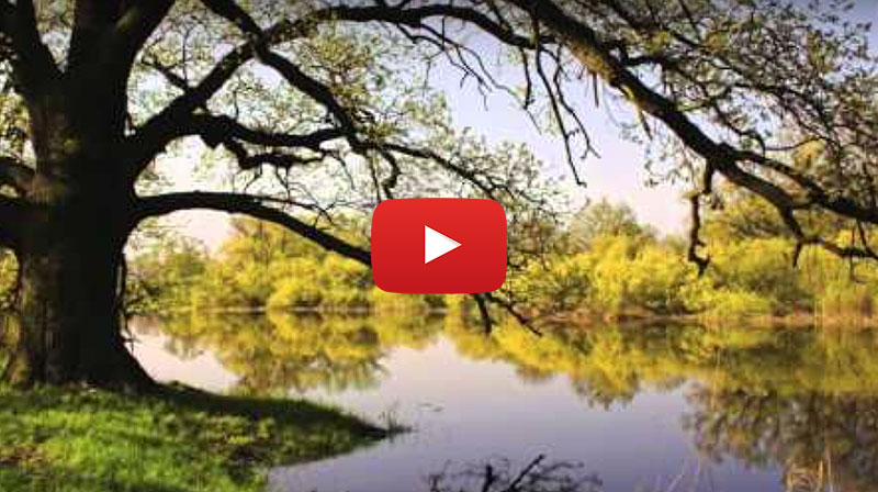 Sussex Tree Video Thumbnail tree care service