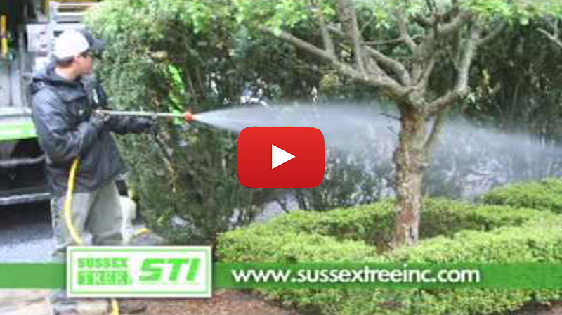 Sussex Tree and STI video thumbnail