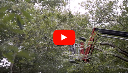 sussex tree video promo thumbnail for video