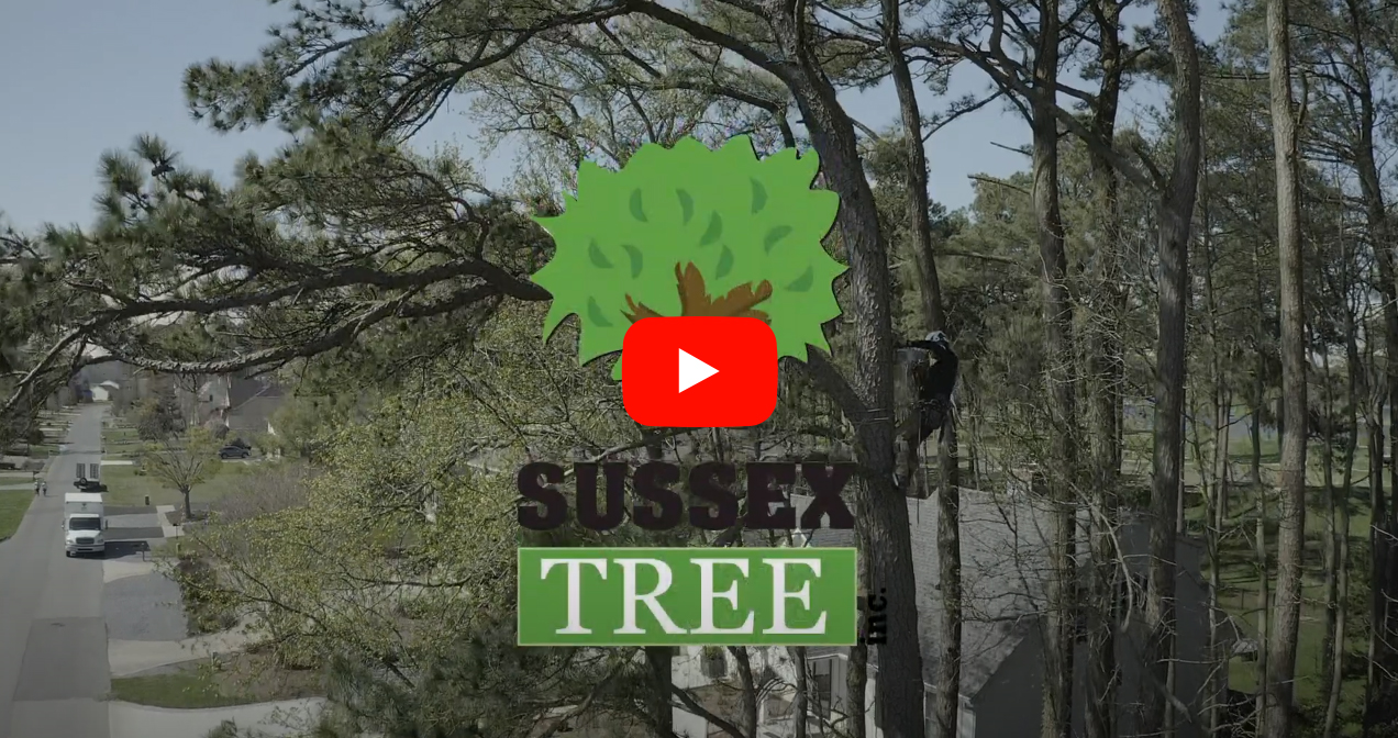 Sussex Tree Video with Play button