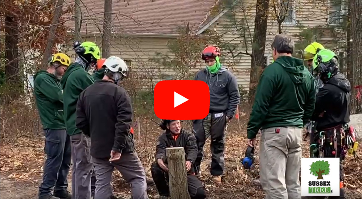sussex tree training video thumnail with youtube play button