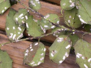 Green leaves with white scales