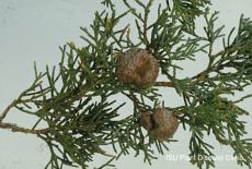 cedar apple rust growing on plant