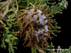 Cedar Apple Rust Example Pic Example of Cedar Apple Rust