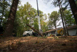 Ground view of tree being held by crane