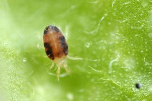 Small Spider Mite on leaf
