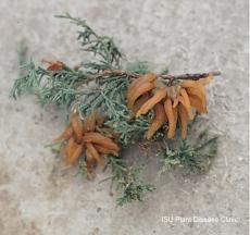 physical appearance of cedar apple rust 