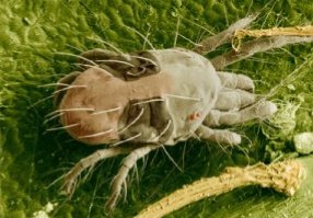 Example of Spider Mites Appearance spider mite on leaf