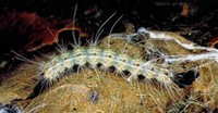 Fall Web Worms Larva physical appearance of fall webworm liva