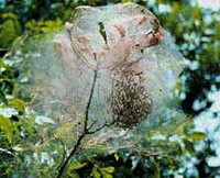 Fall Webworms Nest in Tree Fall Webworms in next located on tree branch