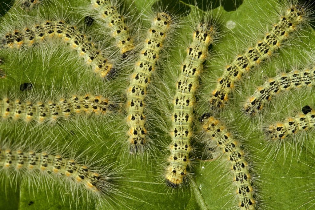 Can Fall Webworms Hurt My Trees? | Tree Services & Tree Removal