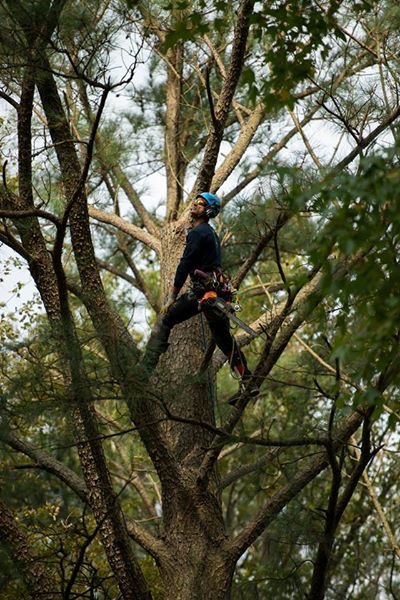 Why You Should Hire Certified Arborists | Sussex Tree Inc.