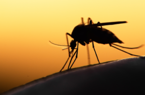 mosquito at dusk