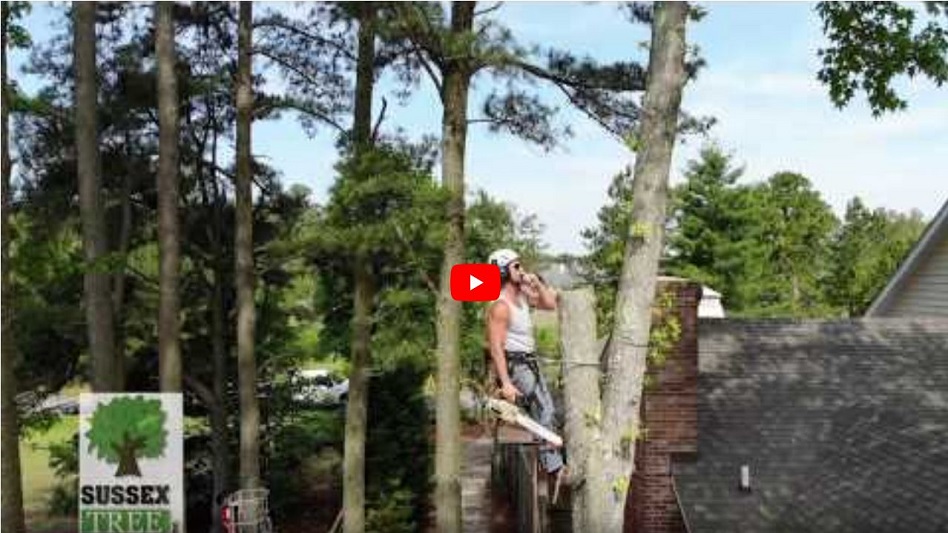 Sussex Tree youtube video