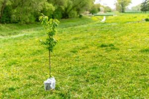 small tree wrapped at the bottom and ready to be planted