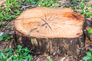 a piece of wood that has been cut in half