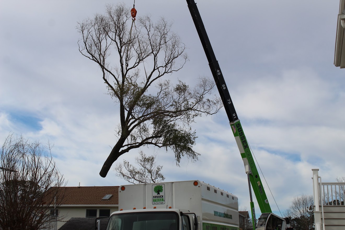 Tree Service Promotions | Sussex Tree Discounts | Delaware