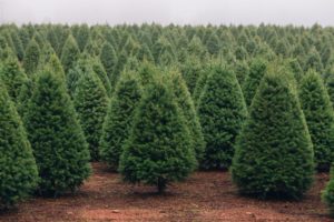 a large group of trees in a field