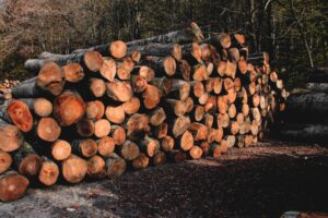 a pile of logs sitting on top of a forest floor