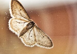 a moth that is sitting on a window sill